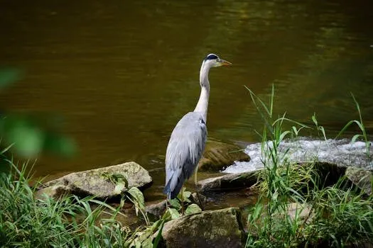 Baden-Baden, Alemania: guía de viaje y atracciones baden baden alemania 3 vivir en alemania españoles y latinos en alemania baden baden alemania 3 vivir en Alemania